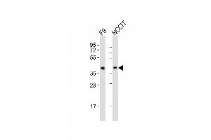 All lanes : Anti-Rnf2 Antibody (Center) at 1:2000 dilution Lane 1: F9 whole cell lysates Lane 2: NCCIT whole cell lysates Lysates/proteins at 20 μg per lane. (RNF2 antibody  (AA 198-232))