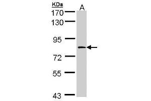 WB Image Sample (30 ug of whole cell lysate) A:H1299 7. (F13A1 antibody  (N-Term))