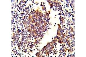 IHC analysis of FFPE human lymph tissue stained with C7 antibody (C7 antibody  (AA 375-403))