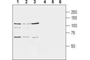 Western blot analysis of rat brain membranes (lanes 1 and 4), mouse brain membranes (lanes 2 and 5) and human SH-SY5Y neuroblastoma cell line lysate (lanes 3 and 6): - 1-3. (GRM8 antibody  (Extracellular, N-Term))