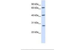 RDM1 antibody  (AA 110-159)
