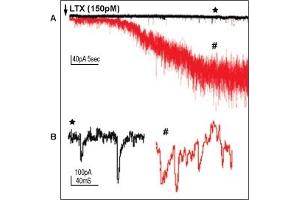 α-Latrotoxin elicits synaptic transmission.