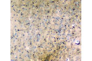 IHC analysis of LRTOMT using anti-LRTOMT antibody (ABIN7602986). (Leucine Rich Transmembrane and 0-Methyltransferase Domain Containing (LRTOMT) (Middle Region) antibody)