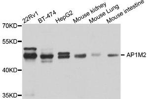 Western blot analysis of extract of various cells, using AP1M2 antibody.