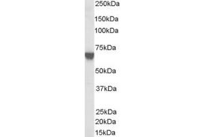 ABIN185312 (0. (TOM1L2 antibody  (C-Term))