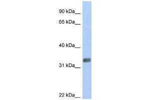 PURG antibody used at 0.