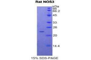 SDS-PAGE (SDS) image for Nitric Oxide Synthase 3 (Endothelial Cell) (NOS3) (AA 519-702) protein (His tag) (ABIN2121778) (ENOS Protein (AA 519-702) (His tag))