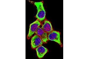 Immunofluorescence analysis of Hela cells using CD169 mouse mAb (green). (Sialoadhesin/CD169 antibody  (AA 20-197))