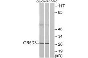 Western blot analysis of extracts from COLO205 cells/MCF-7 cells, using OR5D3 Antibody. (OR5D3P antibody  (AA 148-197))