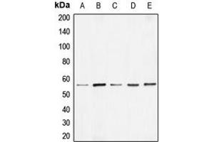 Western blot analysis of BMP7 expression in HEK293T (A), Raw264. (BMP7 antibody  (Center))