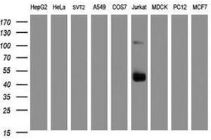 Image no. 5 for anti-CD2 (CD2) antibody (ABIN1497193) (CD2 antibody)