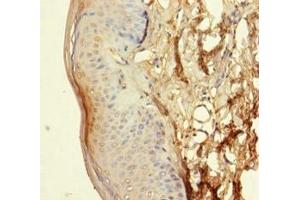 Immunohistochemistry of paraffin-embedded human skin tissue using ABIN7162097 at dilution of 1:100 (FAM55C antibody  (AA 31-559))