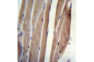 Formalin fixed, paraffin embedded human skeletal muscle stained with POLR2J Antibody (C-Term) followed by peroxidase conjugation of the secondary antibody and DAB staining (POLR2J antibody  (C-Term))