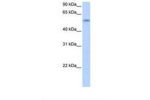 Image no. 1 for anti-Zinc Finger Protein 280A (ZNF280A) (AA 443-492) antibody (ABIN6739301) (ZNF280A antibody  (AA 443-492))