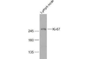 Mouse lymph node lysates probed with Ki-67 Polyclonal Antibody, Unconjugated  at 1:300 dilution and 4˚C overnight incubation. (Ki-67 antibody  (AA 2901-3000))