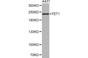 Western blot analysis of extracts of A-431 cells, using TET1 antibody (ABIN1875060).