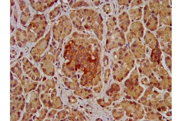 SHROOM2 antibody  (AA 213-405)
