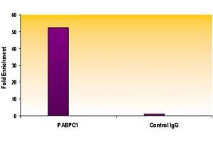 Histone H3 trimethyl Lys4 antibody tested by ChIP analysis. (Histone 3 antibody  (H3K4me3))