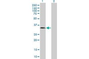 Western Blot analysis of BXDC1 expression in transfected 293T cell line by BXDC1 MaxPab polyclonal antibody. (RPF2 antibody  (AA 1-306))