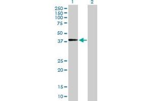 Western Blot analysis of ADAMTSL4 expression in transfected 293T cell line by ADAMTSL4 MaxPab polyclonal antibody. (ADAMTSL4 antibody  (AA 1-424))