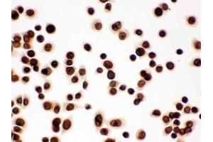 Immunohistochemistry (IHC) image for anti-Lamin B1 (LMNB1) (AA 266-583) antibody (ABIN3042505)