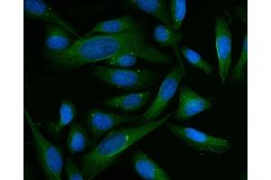 IF analysis of BHMT using anti-BHMT antibody (ABIN7599940). (BHMT antibody  (AA 13-386))