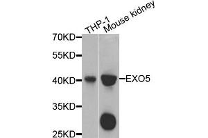 Western blot analysis of extracts of various cells, using EXO5 antibody.