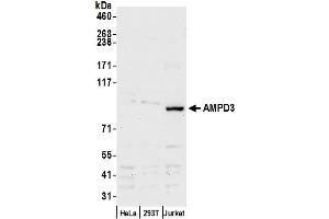 Western Blotting (WB) image for anti-Adenosine Monophosphate Deaminase 3 (AMPD3) (AA 1-50) antibody (ABIN7449958)