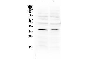 Western blot analysis of MATH1/HATH1 using anti-MATH1/HATH1 antibody .
