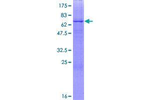 B3GNT6 Protein (AA 1-384) (GST tag)
