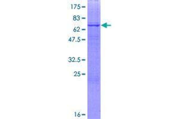B3GNT6 Protein (AA 1-384) (GST tag)