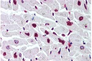 Human Heart (formalin-fixed, paraffin-embedded) stained with Histone H2B antibody ABIN291581 at 5 ug/ml followed by biotinylated goat anti-rabbit IgG secondary antibody ABIN481713, alkaline phosphatase-streptavidin and chromogen. (Histone H2B antibody  (AA 111-125))