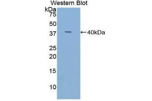 Western Blotting (WB) image for anti-Trefoil Factor 3 (Intestinal) (TFF3) (AA 22-80) antibody (ABIN1078616)