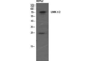 Western Blot (WB) analysis of HepG2 using LIMK-1/2 Polyclonal Antibody. (LIMK-1/2 (Ser104) antibody)
