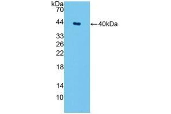 SPTLC1 antibody  (AA 143-473)