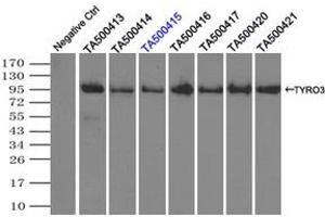 Image no. 1 for anti-TYRO3 Protein Tyrosine Kinase (TYRO3) antibody (ABIN1501603)