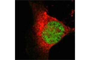 Confocal immunofluorescence analysis of Eca 109 cells using MOF/MYST1 mouse mAb (green), showing nuclear localization.