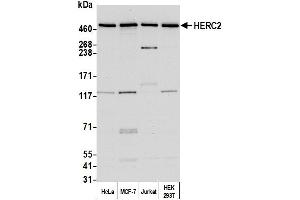 anti-Hect Domain and RLD 2 (HERC2) (AA 4784-4834) antibody