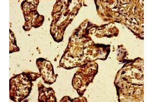 Immunohistochemistry of paraffin-embedded human placenta tissue using ABIN7175009 at dilution of 1:100