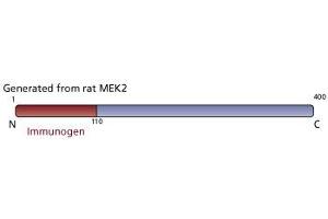 Image no. 3 for anti-Mitogen-Activated Protein Kinase Kinase 2 (MAP2K2) (AA 1-110) antibody (ABIN967846) (MEK2 antibody  (AA 1-110))