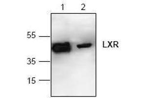 Image no. 1 for anti-Nuclear Receptor Subfamily 1, Group H, Member 2 (NR1H2) antibody (ABIN127272) (NR1H2 antibody)