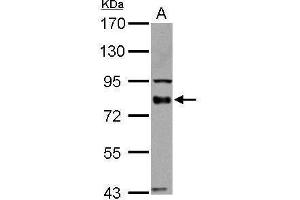 WB Image BAG3 antibody detects BAG3 protein by Western blot analysis. (BAG3 antibody  (C-Term))