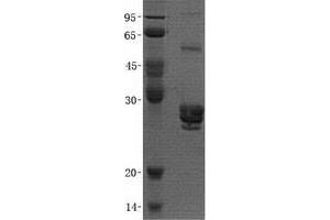 Western Blotting (WB) image for Platelet-Activating Factor Acetylhydrolase 1b, Catalytic Subunit 2 (30kDa) (PAFAH1B2) (Transcript Variant 2) protein (His tag) (ABIN2728140)