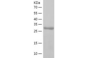 PTPN12 Protein (AA 2-300) (His tag)