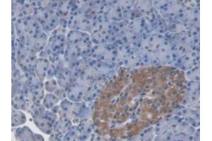 Immunohistochemistry (IHC) image for anti-Leucine-Rich alpha-2 Glycoprotein 1 (LRG1) (AA 37-340) antibody (ABIN7428377)
