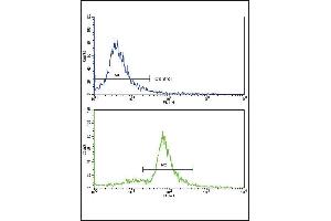 Flow cytometric analysis of ATDC5 cells using MCCC2 Antibody (Center) (bottom histogram) compared to a negative control cell (top histogram).