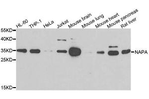 Western blot analysis of extracts of various cell lines, using NAPA antibody. (NAPA antibody)