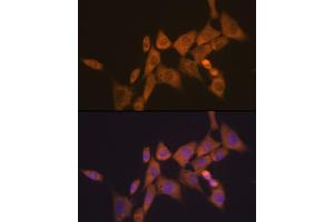 Immunofluorescence analysis of NIH-3T3 cells using  Rabbit mAb (ABIN7265787) at dilution of 1:100 (40x lens). (ATG10 antibody)