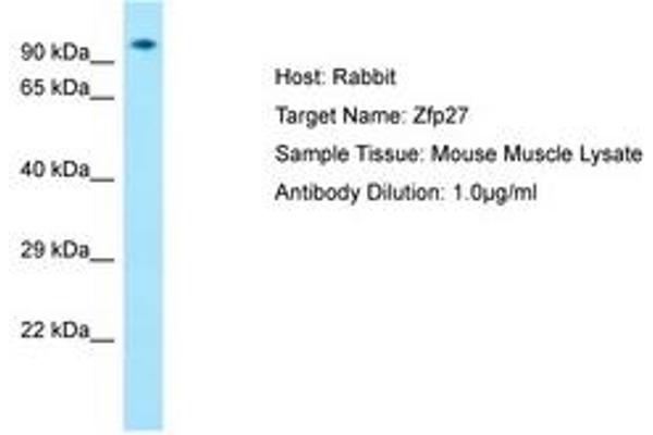 Zinc Finger Protein 27 (ZFP27) (AA 651-700) antibody