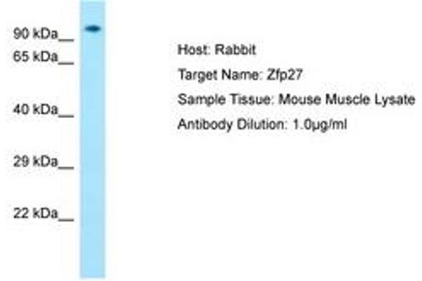 Zinc Finger Protein 27 (ZFP27) (AA 651-700) antibody